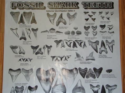 However, the great white shark is universally known by its scientific name of carcharodon carcarias around the world. Sharksteeth.com : ** Poster book Megalodon Shark teeth ...