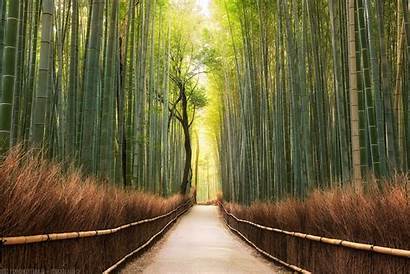 Path Forest Bamboo Nature Landscape Trees Desktop