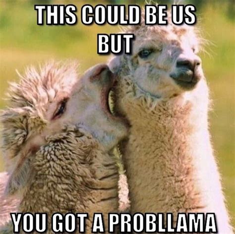 18 Hilarious Llama Memes That Ll Make You Adore Them In An Instant Funny