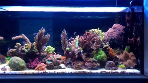 Soft Coral Reef Tank Youtube