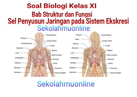 Soal Biologi Kelas Xi Bab Struktur Dan Fungsi Sel Penyusun Jaringan