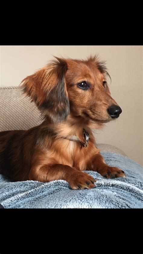 Red Miniature Long Haired Dachshunds Long Haired Miniature Dachshund