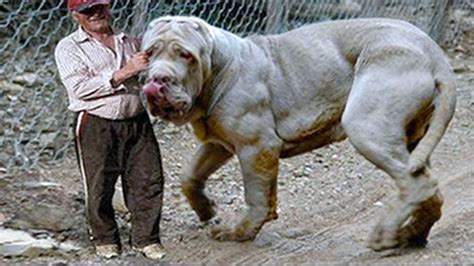 15 Biggest Dog Breeds In The World Youtube