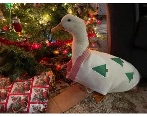 The Best Kind Of Christmas Duck Wholesome Memes Know Your Meme