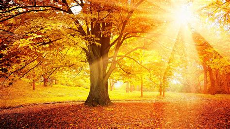 Wallpaper Sunset Autumn Forest Yellow Leaves Trees Sun X Hd Picture Image