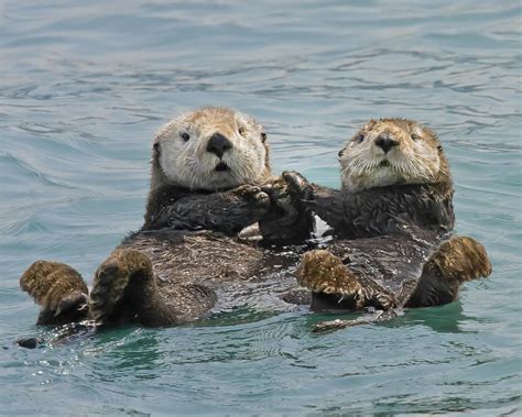 Son De Nuit Cute Animals Otters Cute Otter Love