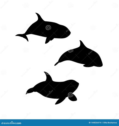 Vector Illustration Of Hand Drawn Killer Whale Set Silhouette Animal