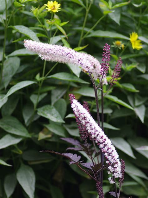 Actaea Simplex Pink Spike Beth Chatto Plants And Gardens
