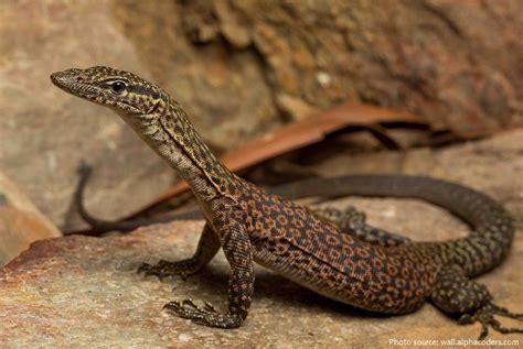 Interesting Facts About Monitor Lizards Just Fun Facts