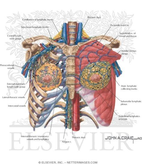 Surface Anatomy Lymphatics And Vessels Of The Breast