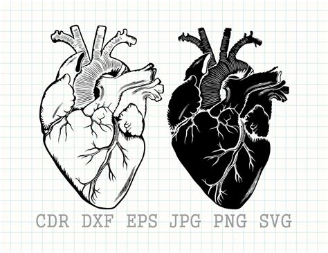 Human Heart Svg Heart Svg File Anatomical Heart Svg Human Etsy Porn Sex Picture