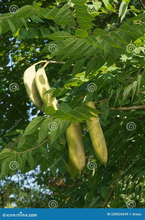 Kentucky Coffeetree Seed Pods And Leaves Stock Image Cartoondealer