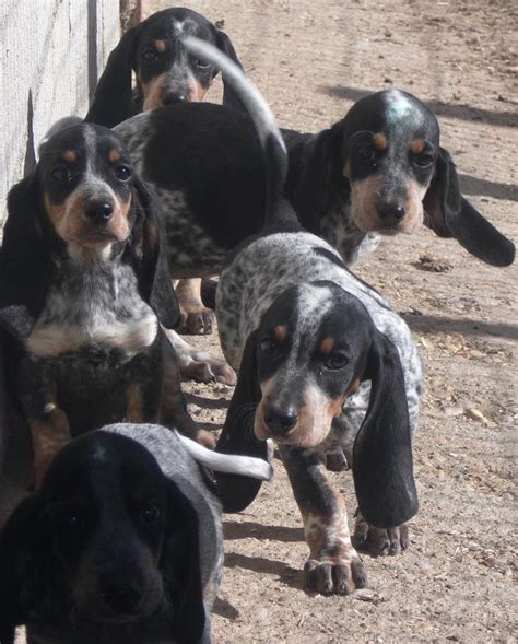 Female basset hound puppy for sale. Blue Basset Hound Puppies For Sale Louisiana - Pet Inspiration