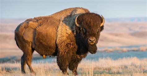 American Bison Are Buffalo Extinct A Z Animals