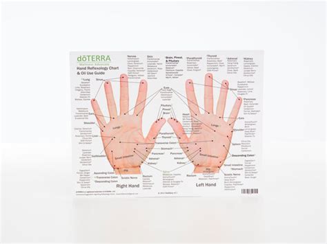 Hand And Foot Reflexology Cardstock Large 85x11 Oil Life