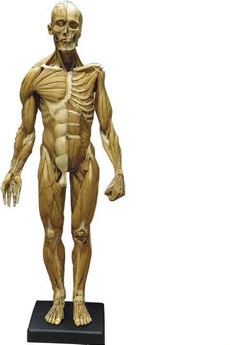 Amazon Com Anatomy Diagram Study Model Male Anatomy Figure 23 Inch
