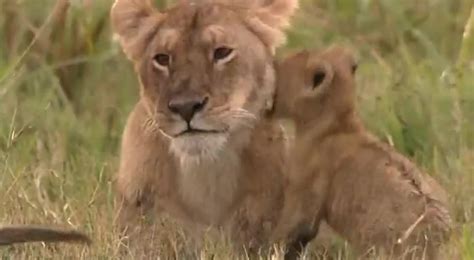 Beautiful African Animals Safaris Lion Cub Tag Of War Without End
