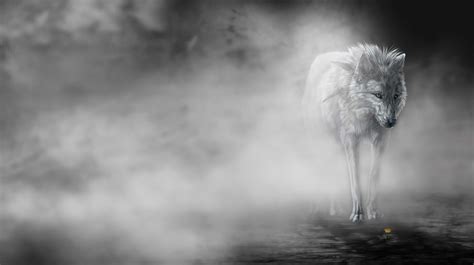 45 Hd Wolf Wallpapers 1080p
