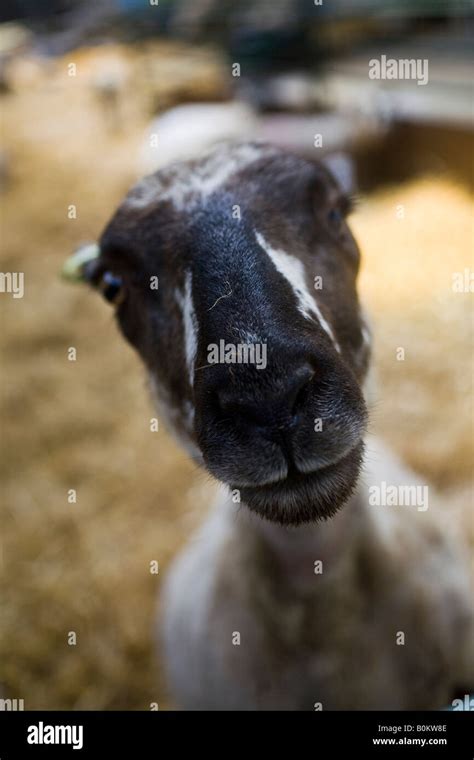 Funny Sheep Face Stock Photo Royalty Free Image 17647294 Alamy