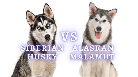 Siberian Huskies Vs Alaskan Malamutes — Husky Haven Of Florida