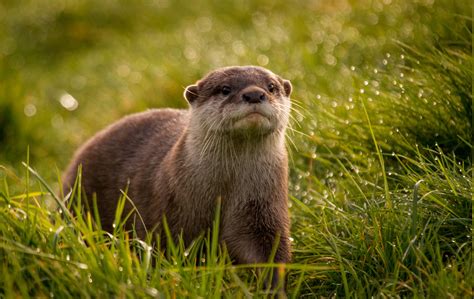 Animals Depth Of Field Grass Mammals Otters Wallpapers Hd Desktop And Mobile Backgrounds