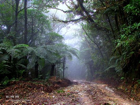 Parque Montecristo El Salvador Bosque Nebuloso Montecristo Flickr