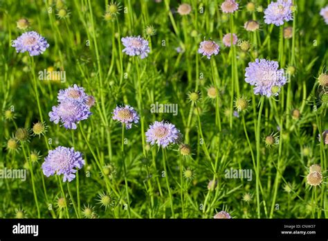 Shining Scabious Scabiosa Lucida Blooming Germany Stock Photo Alamy