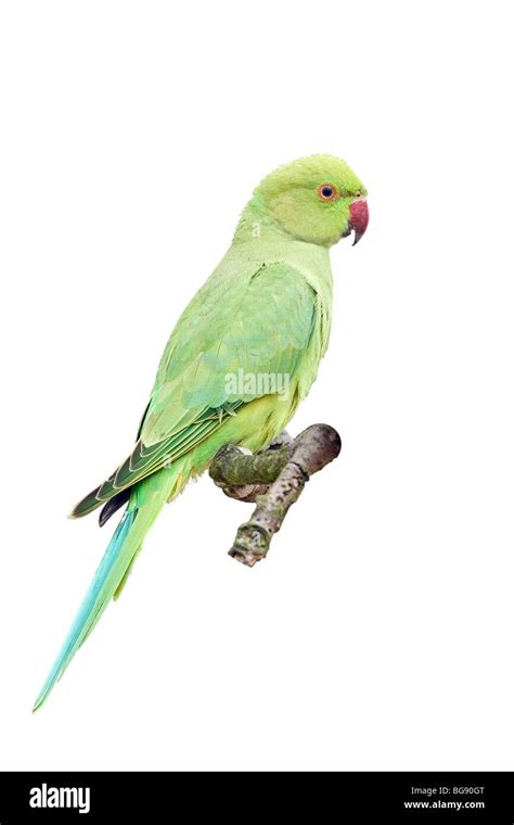 The Parakeet Hi Res Stock Photography And Images Alamy