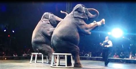 Urge Universoul Circus To End All Cruel Animal Acts With Images
