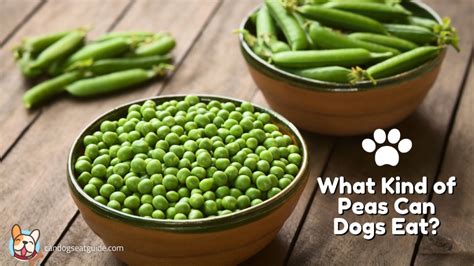 Can Dogs Eat Peas Important Facts You Must Know 2023