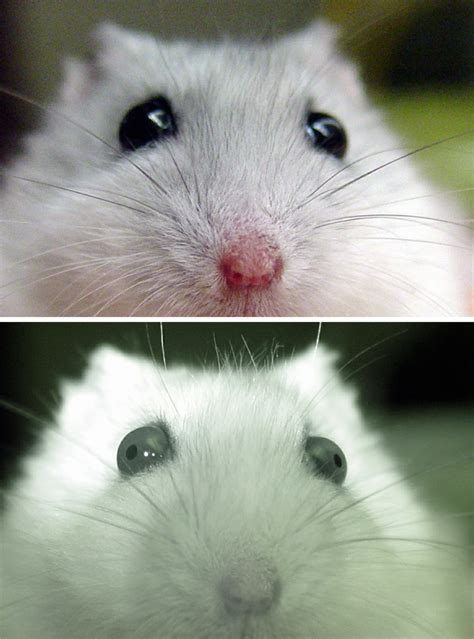 Winter white dwarf hamster facts. File:Winter White Russian Dwarf Hamster Pupils.PNG ...