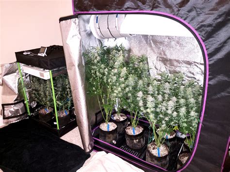 How To Grow Weed In A Closet Step By Step Home Design Ideas