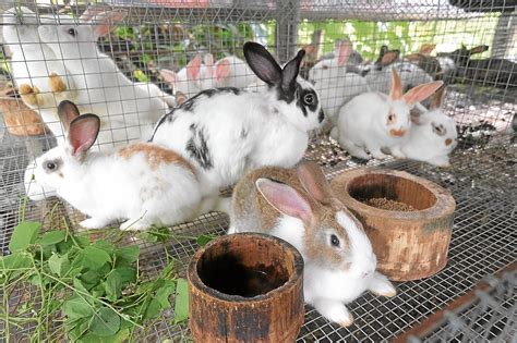 raising rabbits for food inquirer news
