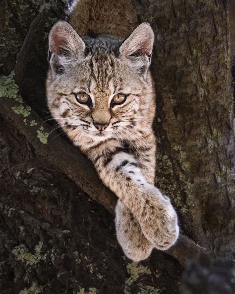 Cheeky Bobcat Kitten Owl On The Hunt How A Young Wildlife