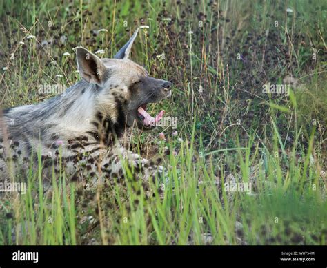 Close Up Of Hyena Yawning Stock Photo Alamy