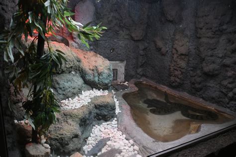 Reptile House Green Anaconda Exhibit Zoochat