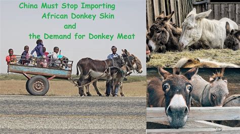 Petizione · China Must Stop Importing African Donkey Skin And The