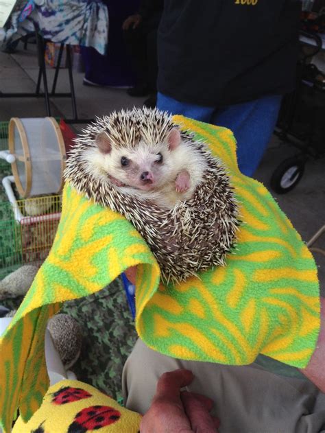 Want to adopt an animal? Critter Rescue Roundup in Woodland Park good