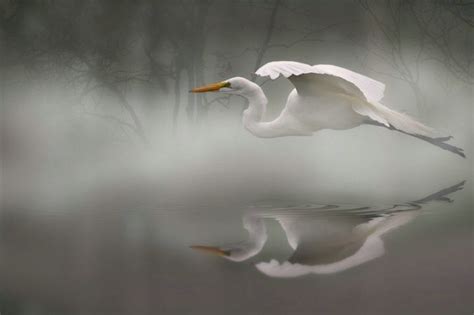 Find the perfect heron flying stock illustrations from getty images. Morning Mist, photo of a beautiful white heron flying low over still water. | Beautiful birds ...