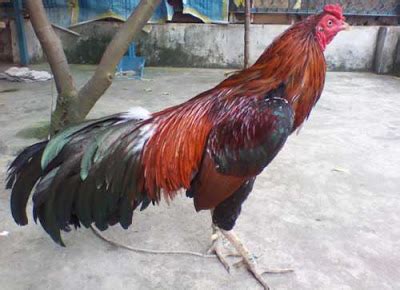 Penggemar judi sabung ayam atau adu ayam online tentunya sudah mengenal situs judi s128 yang menghadirkan seperti di negara filipina, kamboja, vietnam, myanmar dan juga di indonesia. Asal Usul Ganoi, Ayam Laga Asli Vietnam. Sabung Ayam Online