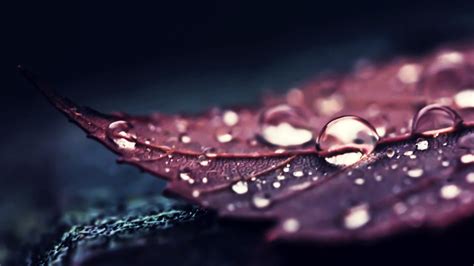 Closeup View Of Brown Leaf With Water Drops 4k Hd Brown Aesthetic