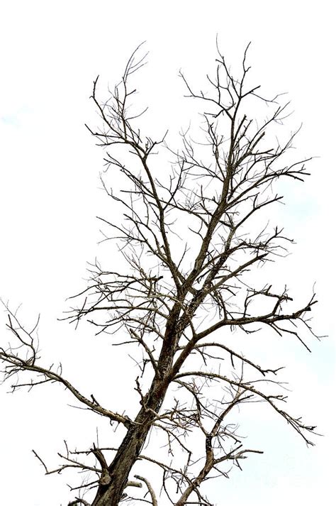 Dried Branches On A Big Tree Photograph By Antoni Halim Fine Art America