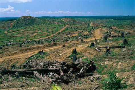 Rainforest Deforestation For Oil Palm Plantation Sabah Borneo Malaysia