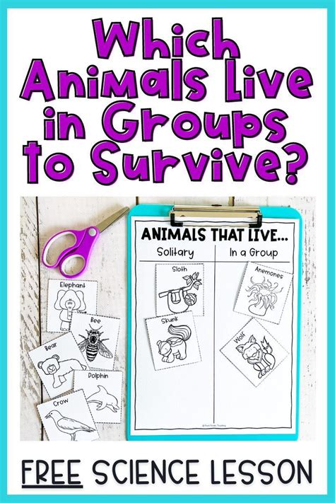 Why Do Some Animals Live In Groups How Do Groups Help Animals To