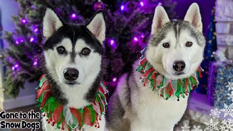 Huskies Christmas Tree Decorating Routine 2019 Youtube