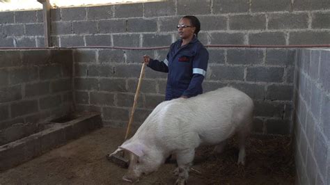 Pig Farming Kenya Pdf Farm House