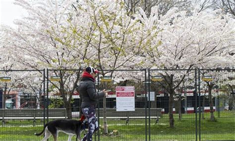 Cherry toronto blossoms trinity bellwoods park street culture colour related community. Fenced-off cherry blossoms seen at Trinity Bellwoods Park ...