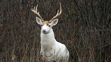 Seneca Depots Rare White Deer May Face Risk