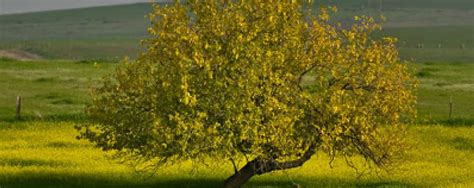 Mustard Seed Tree Crossroads Initiative