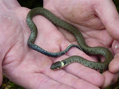 Grass Snake Pet Snake Reptiles And Amphibians Snake